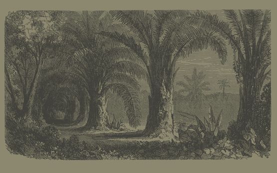  Papier peint panoramique Palmeraie sepia | D267 - INCRÉATION