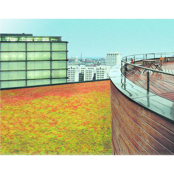 Procédé végétalisé pour toitures-terrasses | Derbisedum