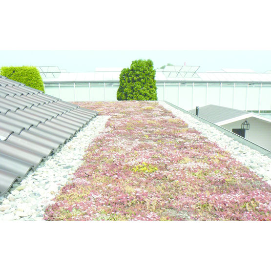 Système de végétalisation extensive léger pour toitures inaccessibles | Urbanscape GreenRoof