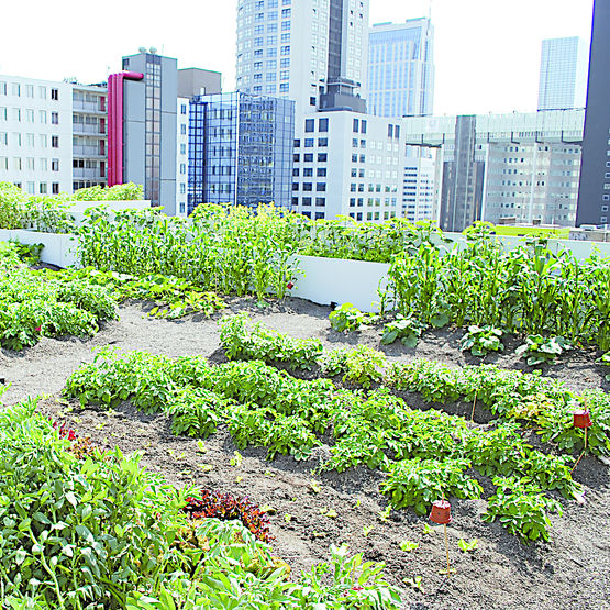 Système de végétalisation potagère sur toiture-terrasse | Toiture-jardin potager Optigreen