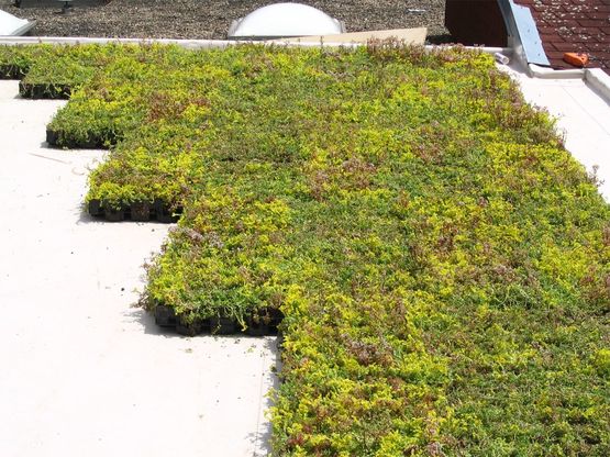  Bac de végétalisation pré-cultivé - Végétalisation de toiture | ECOSEDUM  - Végétalisation pour toitures-terrasses
