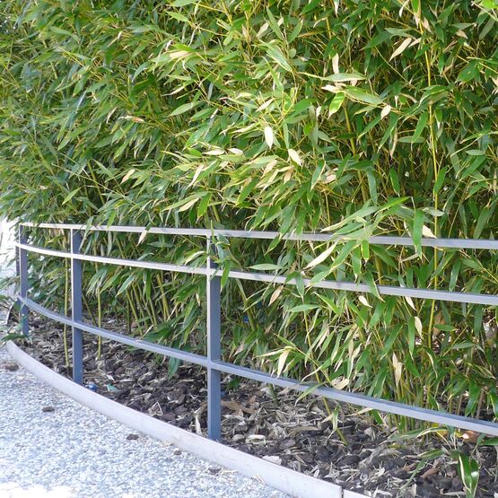 Barrière de protection basse Té | Lisse basse en acier thermolaqué