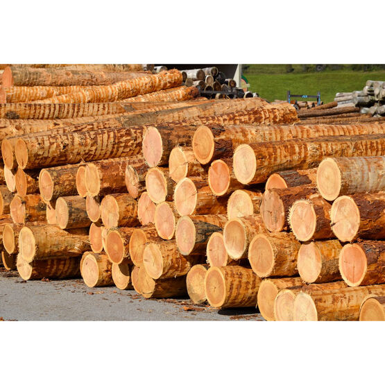  Bois de mélèze de Sibérie et de l'Europe pour les projets complexes | Dinego - DINEGO SARL