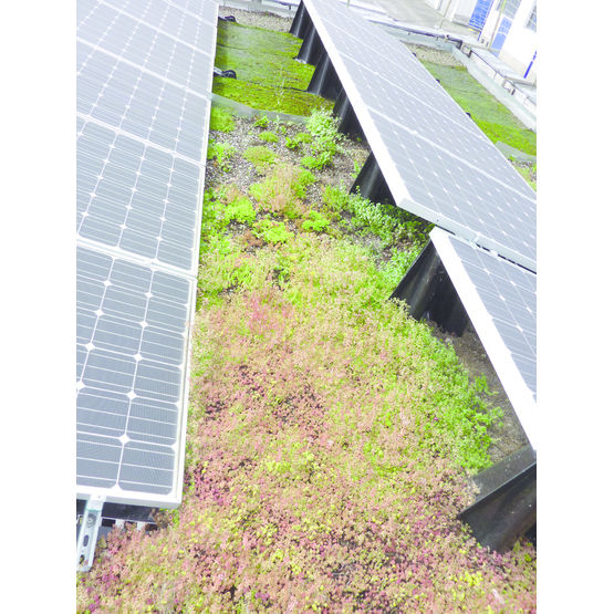 Complexe photovoltaïque végétalisé sur consoles inclinées | Soprasolar Tilt Green