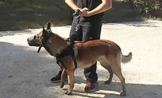  Contrôle et surveillance de sites et de périmètres | Agent de sécurité cynophile - Système avec dispositifs d'alarme intégrés