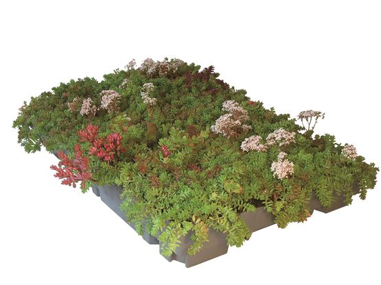  Dalle végétalisée pour toits plats ou en pente | ECOSEDUM PACK  - ECOVEGETAL