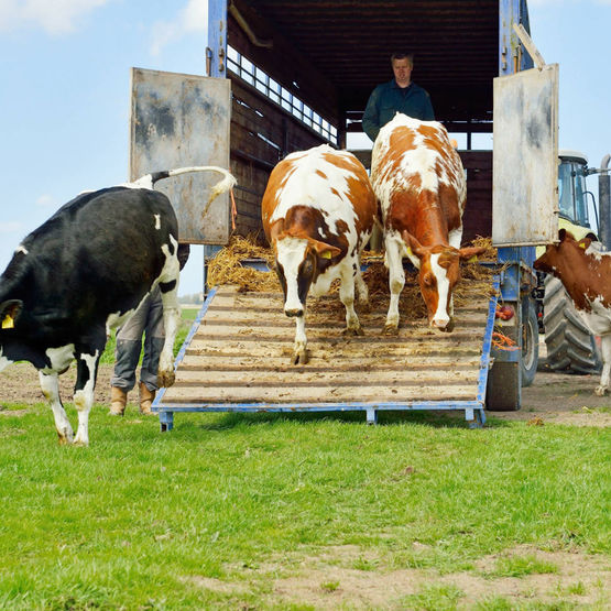  Désinfectant – germicide parfumé | CADENTIA GRÉSYLOR - Traitement fongicide et insecticide