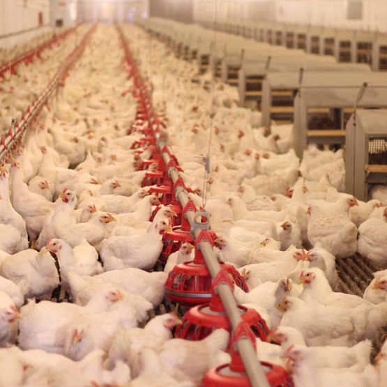 Désinfectant – germicide parfumé | CADENTIA GRÉSYLOR - produit présenté par CADENTIA