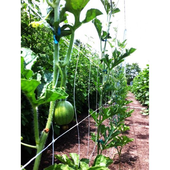 Filet à ramer et à tuteurer 17 x 15 cm | MEGADIS