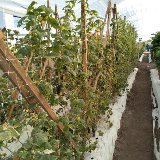  Filet à ramer et à tuteurer 17 x 15 cm | MEGADIS - MEGADIS