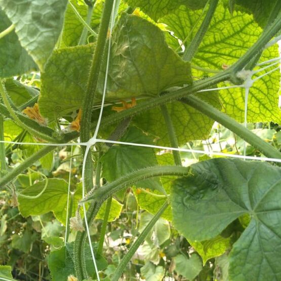 Filet à ramer et à tuteurer 17 x 15 cm | MEGADIS - produit présenté par MEGADIS