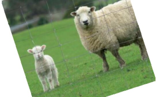  Grillage à moutons | MEGADIS  - Grilles de sécurité