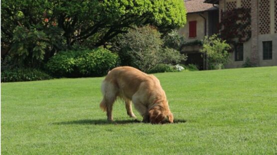  Grille de protection de pelouses | T.R - MEGADIS