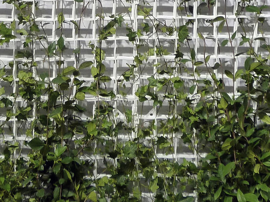  Grille pour la végétation verticale grimpante | V-Green® - DALIFORM GROUP