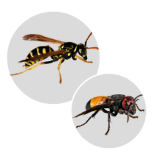  Insecticide professionnel aérosol | FRELEX - N-SERV