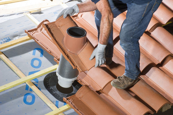  Mangouste - EDILIANS