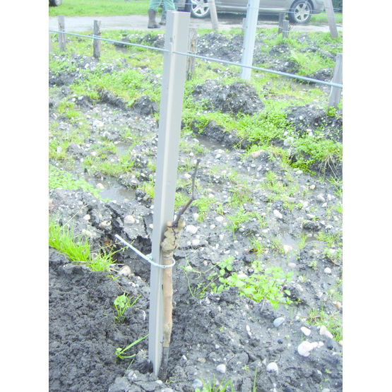 Marquant en PVC recyclé pour plants de vigne | Marquant Vigne