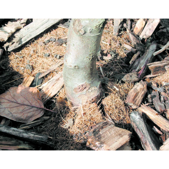 Paillage naturel biodégradable pour jeunes plants | Bonflora