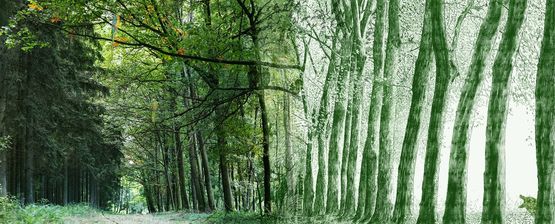  Papier peint panoramique Forêt | D220D - INCRÉATION