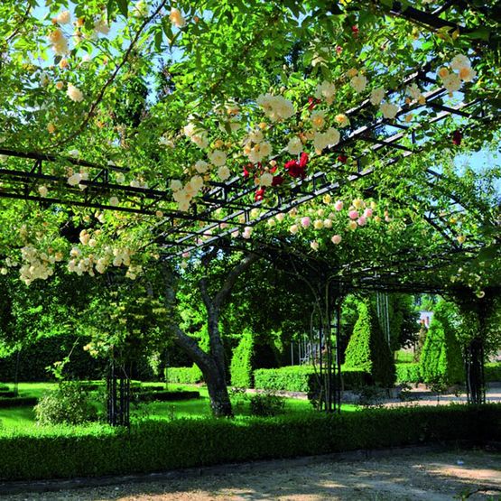 Pergola classique en acier pour plantes grimpantes | Pergola