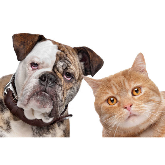  Répulsif pour animaux | CADENTIA RÉPULSIF ANIMAUX - CADENTIA