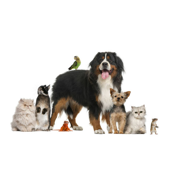 Répulsif pour animaux | CADENTIA RÉPULSIF ANIMAUX - produit présenté par CADENTIA