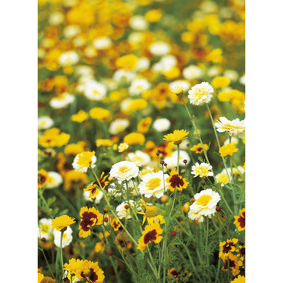 Semis de fleurs pour terrains en jachère | Jachères Fleuries