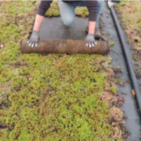  Systèmes complets de végétalisation pour toitures-terrasses  | IKO SEMPERVIVUM
