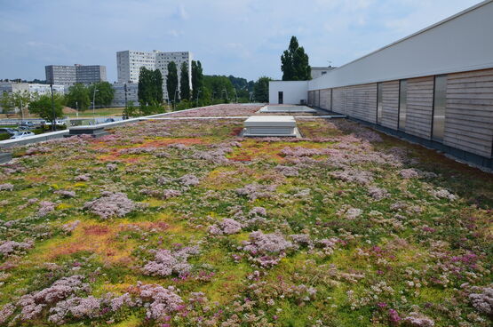  Tapis végétal précultivé pour toiture plate ou en pente | SUCCULIS et SAXATILIS - ECOVEGETAL