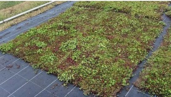 Tapis végétal précultivé pour toiture plate ou en pente | SUCCULIS et SAXATILIS - produit présenté par ECOVEGETAL