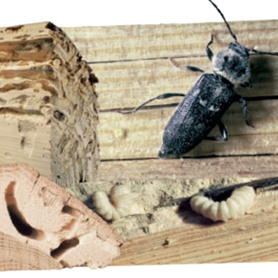 Traitement insecticide et antitermites pour bois | CE 2000 ESE