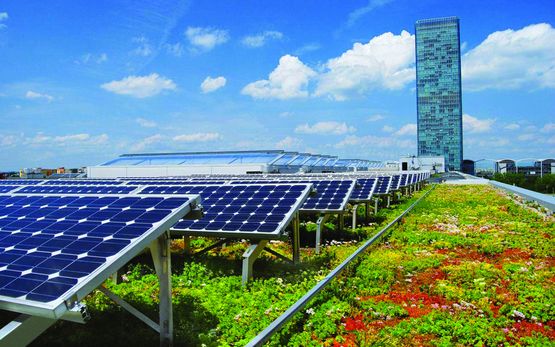 Végétalisation de toiture support de panneaux photovoltaïques | Heliovert