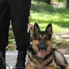 Contrôle et surveillance de sites et de périmètres | Agent de sécurité cynophile