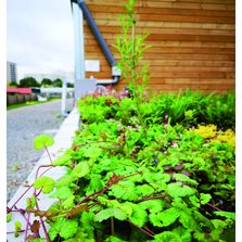 Ilôt de fraicheur urbain végétalisé pour évapotranspiration des eaux pluviales | Jardin de pluie Urbain