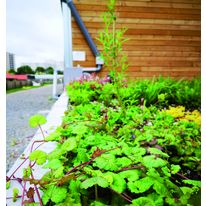 Ilôt de fraicheur urbain végétalisé pour évapotranspiration des eaux pluviales | Jardin de pluie Urbain