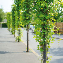 Mât pour intégration de végétaux grimpants en milieu urbain | Babylone