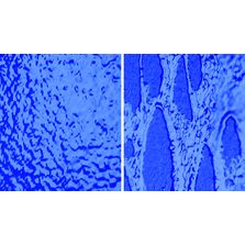 Peinture de façade à principe actif contre les micro-organismes | StoColor Dryonic