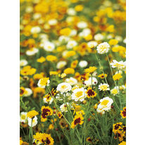 Semis de fleurs pour terrains en jachère | Jachères Fleuries