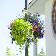 Jardinière suspension pour candélabre | Jiflor IDEM