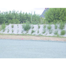 Paillage en fibres végétales pour plantations | Thorenap