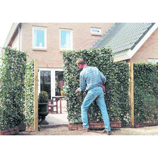 Haie prévégétalisée prête à planter pour écran de séparation | Cloture Vegetal i.D.