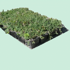 Caissette de sedums avec réserve d'eau , panneau de rétention d’eau pour toitures végétalisées | RITTER végétal 