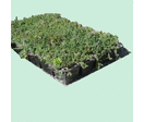Caissette de sedums avec réserve d'eau , panneau de rétention d’eau pour toitures végétalisées | RITTER végétal 