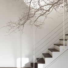 Papiers peints panoramiques Branches | Evergreen Branches