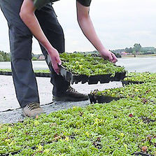 Système végétalisé en kit pour toiture | Toitvert-Pack