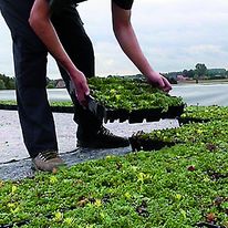 Système végétalisé en kit pour toiture | Toitvert-Pack