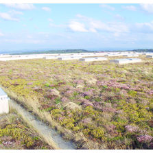 Système de végétalisation de toiture pour le stockage temporaire de l'eau | Système Optigreen toiture à rétention d'eau type Méandres