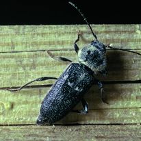 Gel pour traitement curatif | Xilix Gel