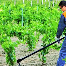 Bineuse pour le désherbage mécanique des plantiers