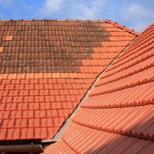 Agent concentré de destruction fongicide et algicide | EVERFAST STOPFONGI CONCENTRÉ